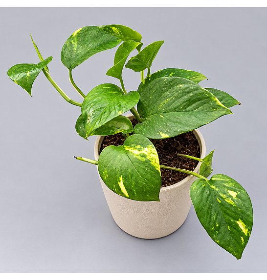 Epipremnum pinnatum Aureum; Ø12 cm