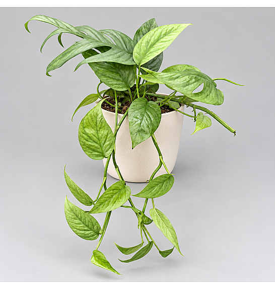 Epipremnum pinnatum Cebu Blue; Ø12 cm
