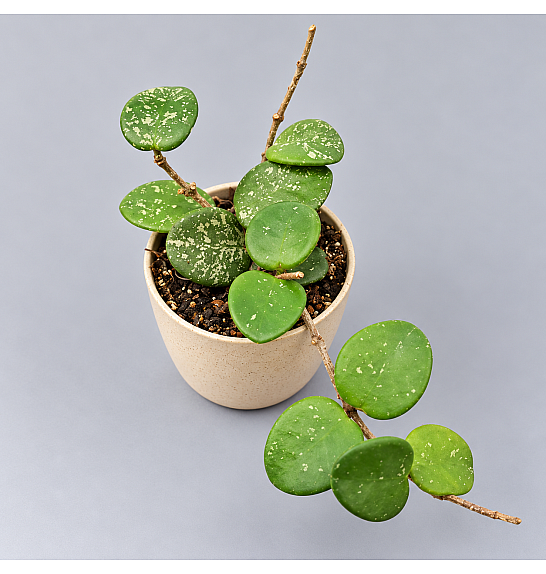 Hoya krohniana Splash; Ø6 cm