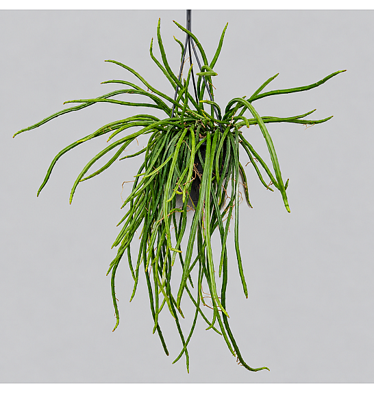 Rhipsalis Selenicereus Wercklei; Ø14 cm; Obešanka