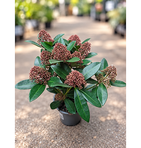 Skimmia japonica Rubella Ø 13