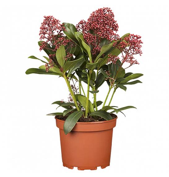 Skimmia japonica Rubella C2 Lit. 30-40 cm