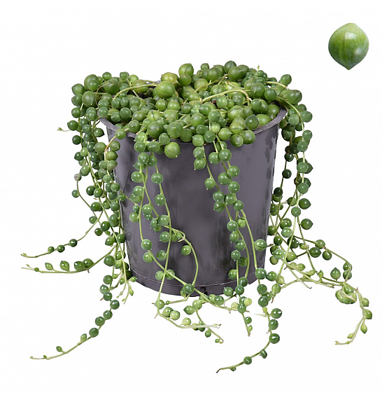 Senecio Rowleyanus; Ø11cm