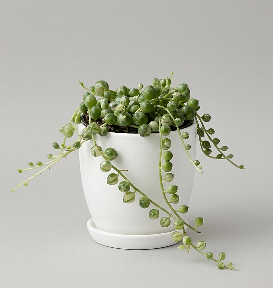 Senecio rowleyanus 'Variegata': Ø6 cm