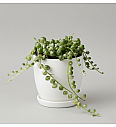 String of Pearls 'Variegata'