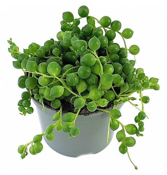 Senecio rowleyanus Ø9 cm