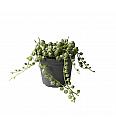 String of Pearls