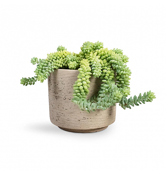 Sedum burrito; Ø9 cm