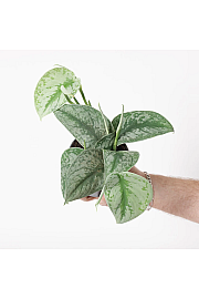 Scindapsus Trebie