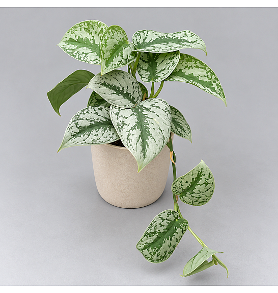 Scindapsus pictus Trebie; Ø12cm; 15 cm