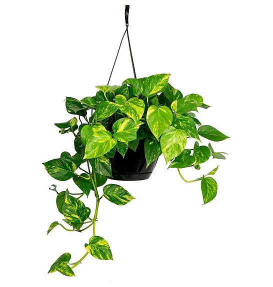Scindapsus pinn. Aureum Ø14; Obešanka