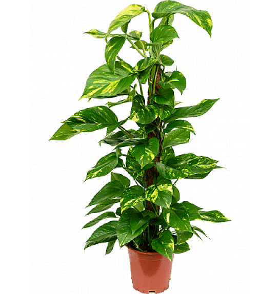 SCINDAPSUS NA MAHU; Ø19; 70/80 CM