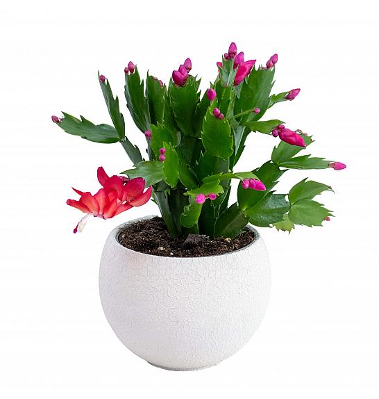 Schlumbergera ; Ø9