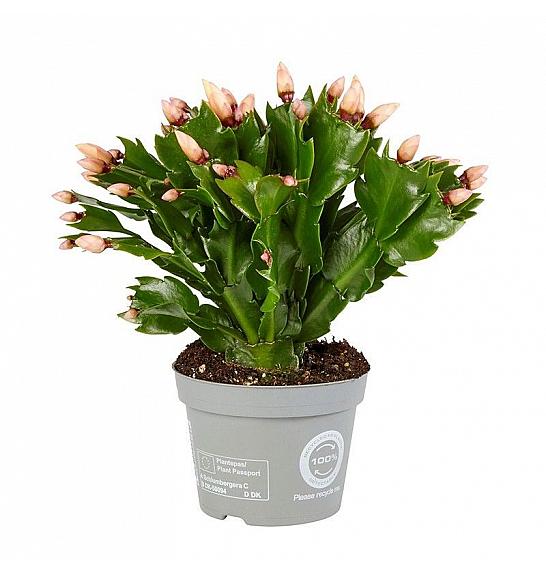 Schlumbergera; Ø9