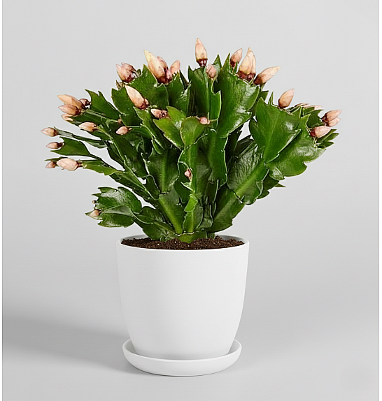 Schlumbergera yellow; Ø9 cm