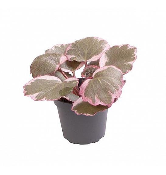 Saxifraga stolonifera Tricolor; Ø6 cm; 11 cm