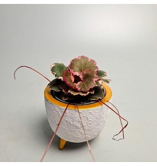 Saxifraga stolonifera Tricolor; Ø6 cm; 11 cm