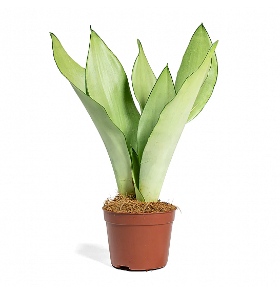 Sansevieria trifasciata Moonshine; Ø12 cm