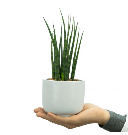 Sansevieria Bacularis Mikado; Ø 10