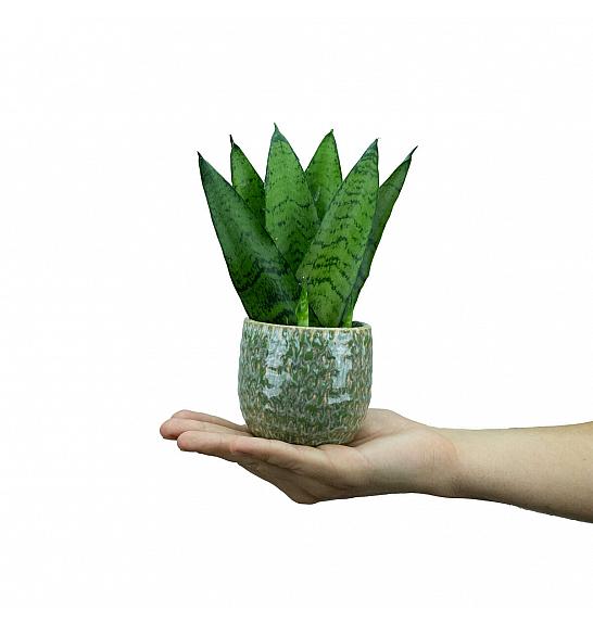 Sanseveria zeylanica; Ø6 cm