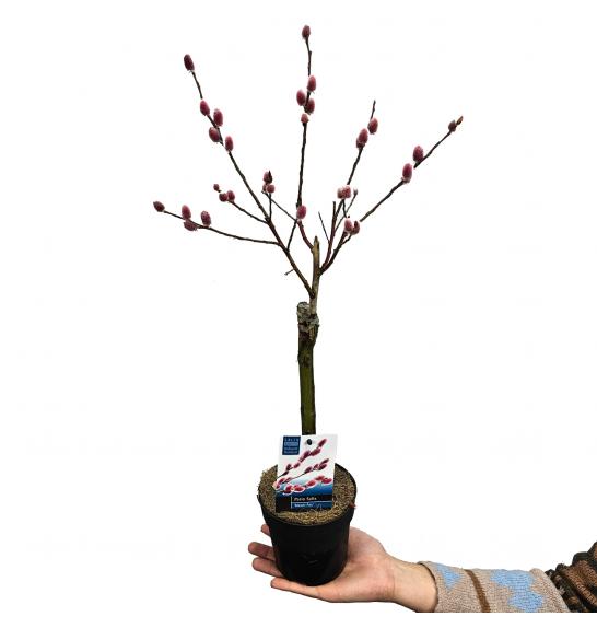 Salix gracilistyla Mount Aso C2 Lit. Na steblu 20 cm