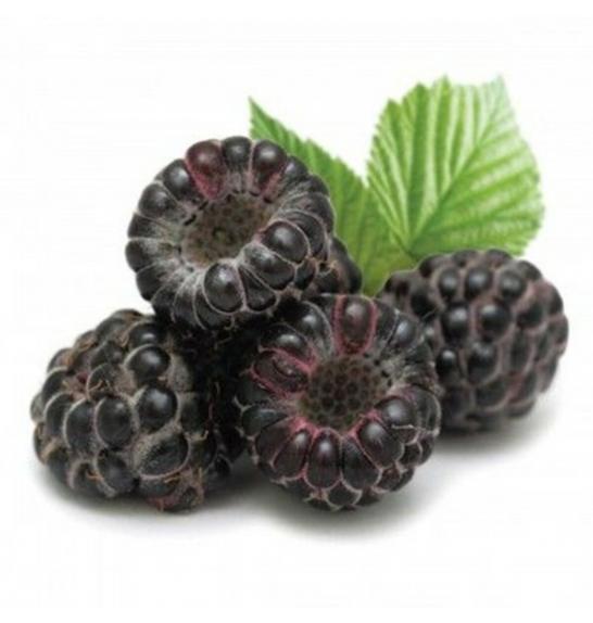 Rubus occidentalis Black Jewel C2 Lit. 40-60 cm