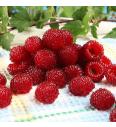 Malina Raspberry Tower