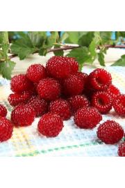 Malina Raspberry Tower