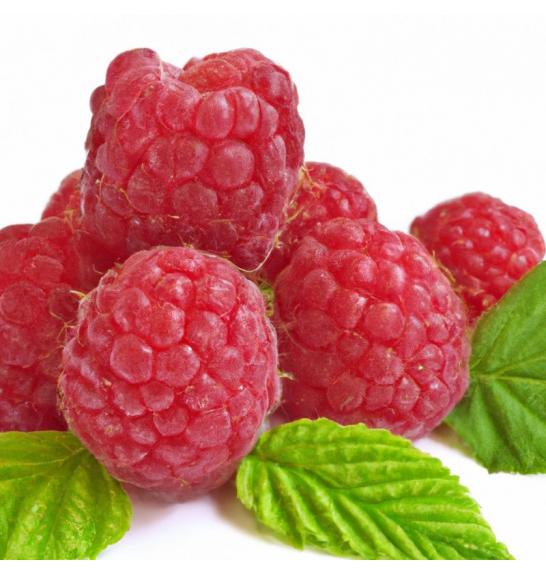 Rubus idaeus ´Delniwa´ C2 Lit. 40-60 cm