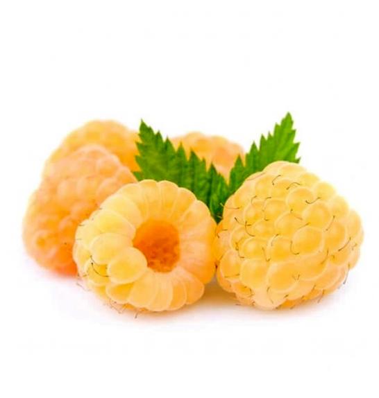 Rubus idaeus Golden Everest C2 Lit. 40-60 cm
