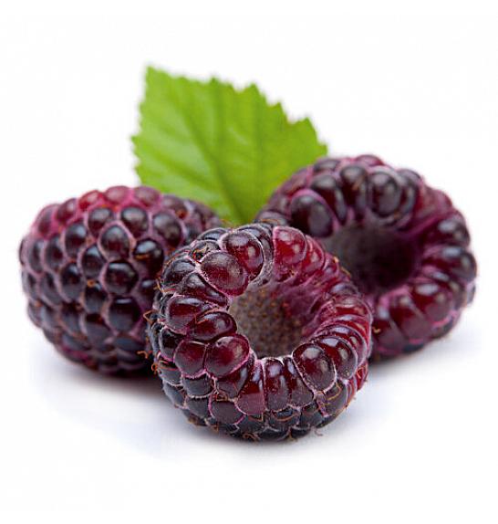 Rubus idaeus Glen Coe C2 Lit. 40-60 cm