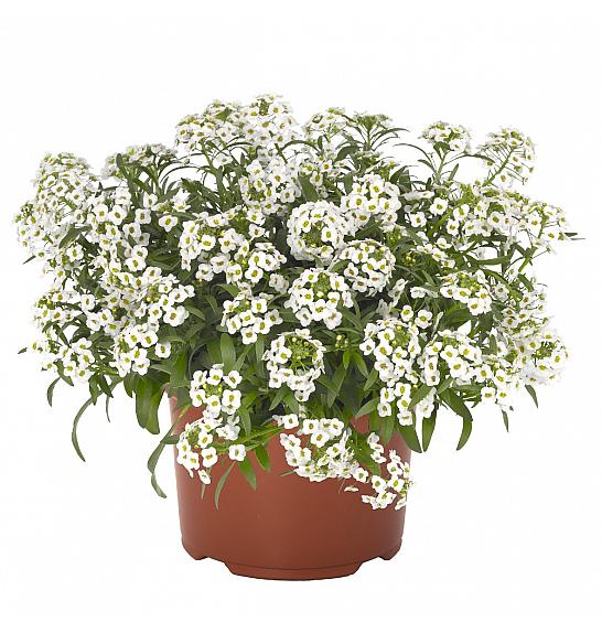 Lobularia Yolo White Ø10,5
