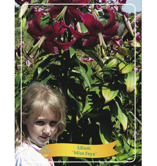 Lilium Miss Feya Ø11