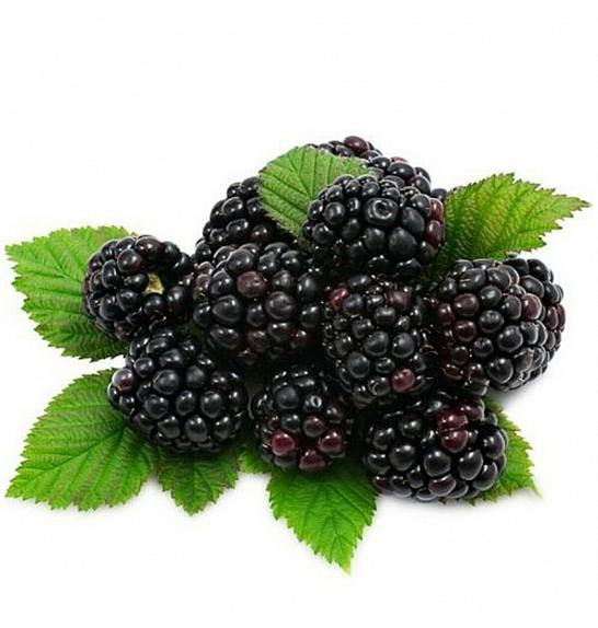 Rubus fruticosus Loch Ness C2 Lit. 40-60 cm (25565)