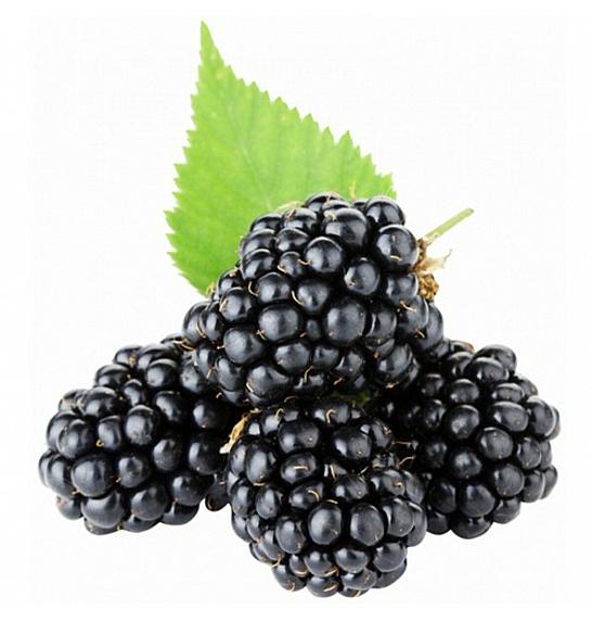 Rubus fruticosus Chester Thornless C2 Lit. 40-60 cm (47662)