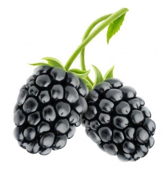 Rubus fruticosus Navaho C2 Lit. 40-60 cm