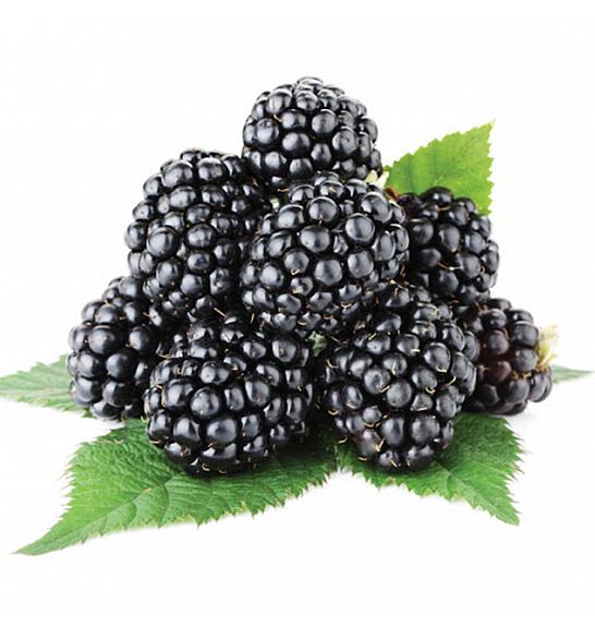 Rubus fruticosus Thornfree C2 Lit. 30-40 cm