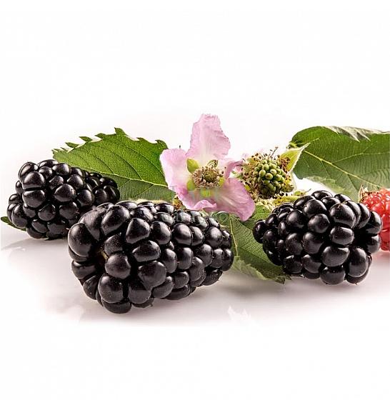 Rubus fr. PrimeArk C2 Lit. 40-60 cm