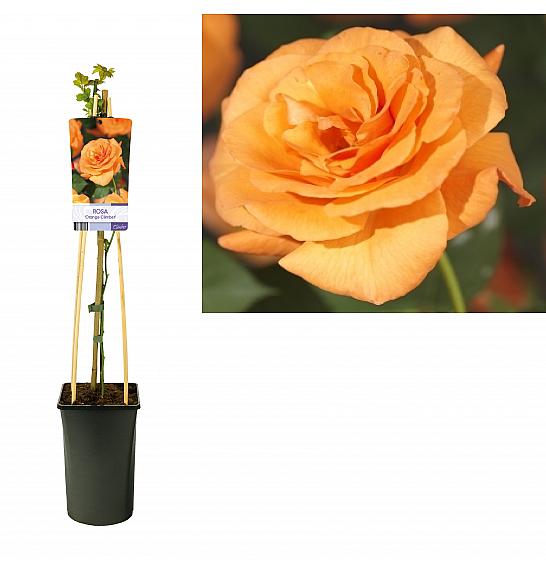 Rosa Tropical Queen Climber C2,5 Lit. 40-60 cm