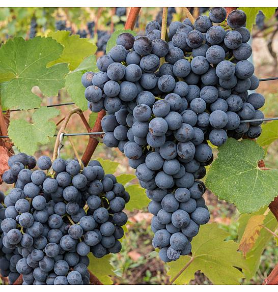 Vitis vinifera Regina Nera C4 Lit. 125-150 cm