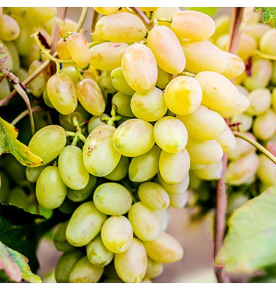 Vitis vinifera Francese Bianca C4 Lit. 125-150 cm