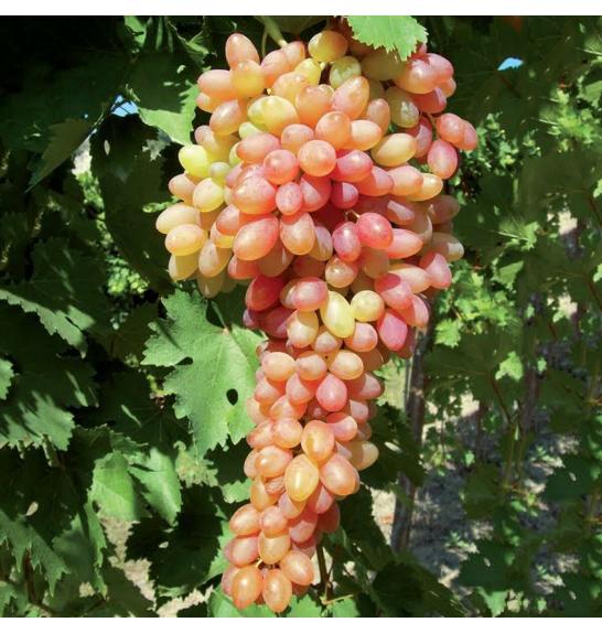 Vitis vinifera Ametista C4 Lit. 125-150 cm