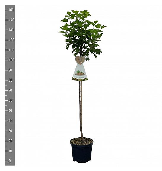 Ribes rubrum Werdavia C5 Lit. Na steblu 90 cm