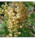 Ribes rubrum Werdavia C3 Lit. Na steblu 60 cm
