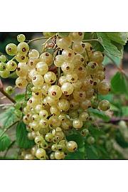 Ribes rubrum Werdavia C3 Lit. Na steblu 60 cm