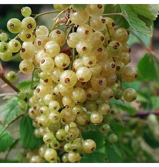Ribes rubrum Werdavia C3 Lit. Na steblu 60 cm