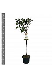 Ribes rubrum Werdavia C5 Lit. Na steblu 60 cm