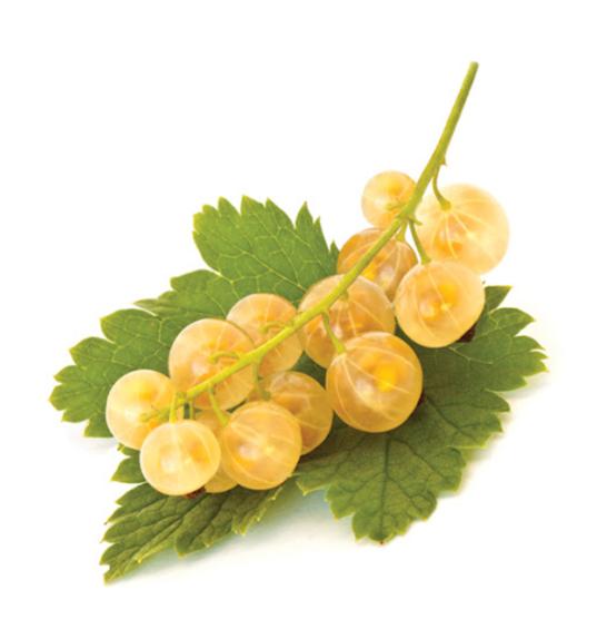 Ribes rubrum Werdavia C2 Lit. 40-60 cm