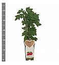 Rdeči ribez Junifer