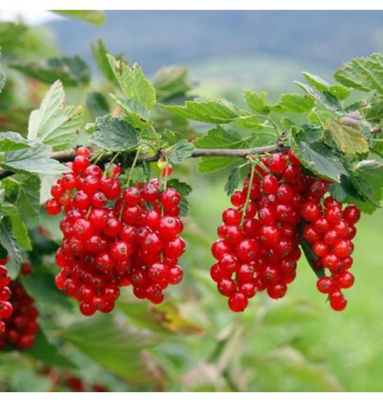 Ribes rubrum Jonkheer van Tets C3 Lit. Na steblu 90 cm